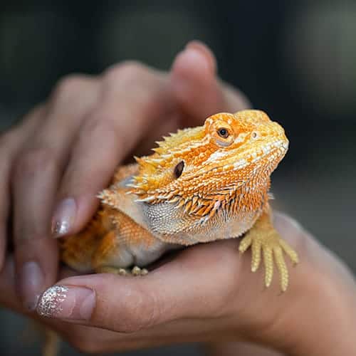 Avian, Exotics, & Pocket Pets Avian, Exotics, & Pocket Pets