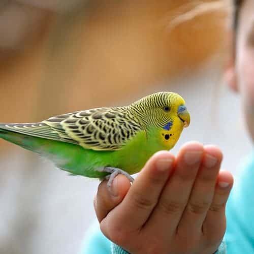Senior Pet Care Senior Pet Care