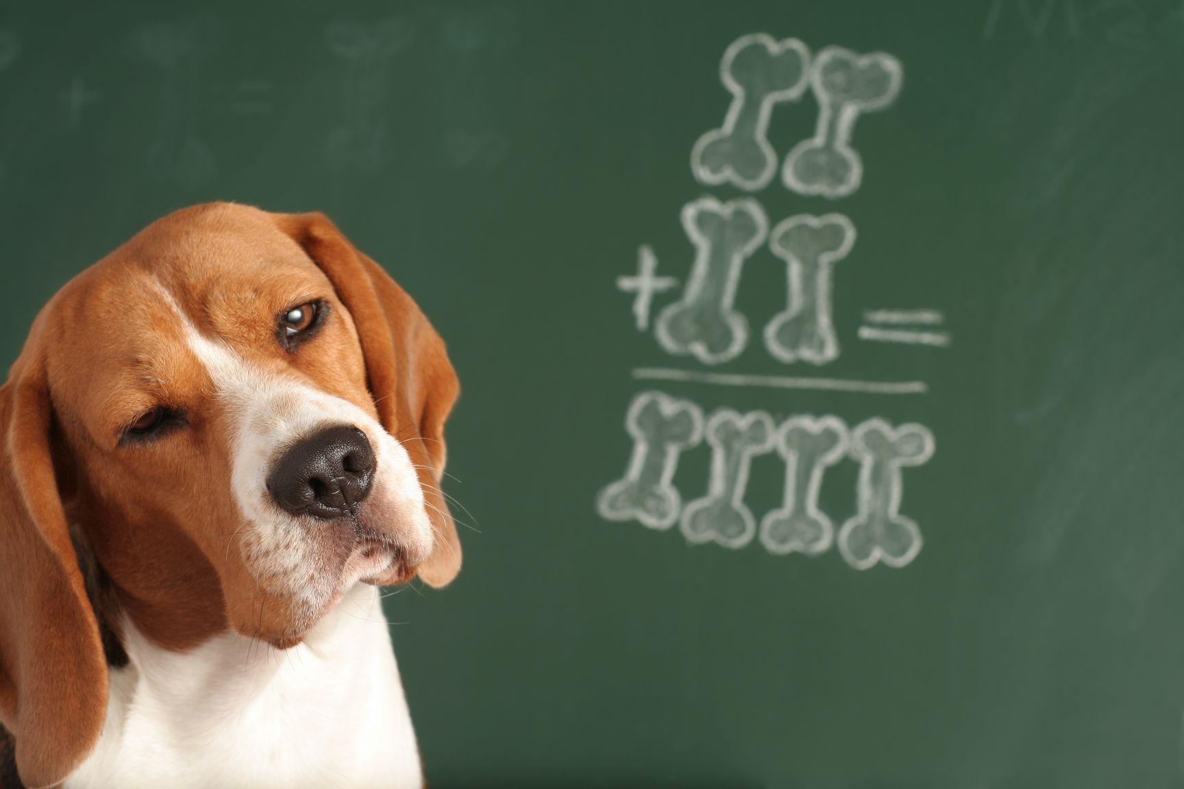 Navigating Back To School Routine With A Pet