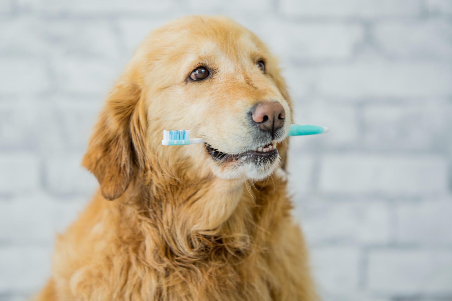 Pet Dental Health Awareness Month
