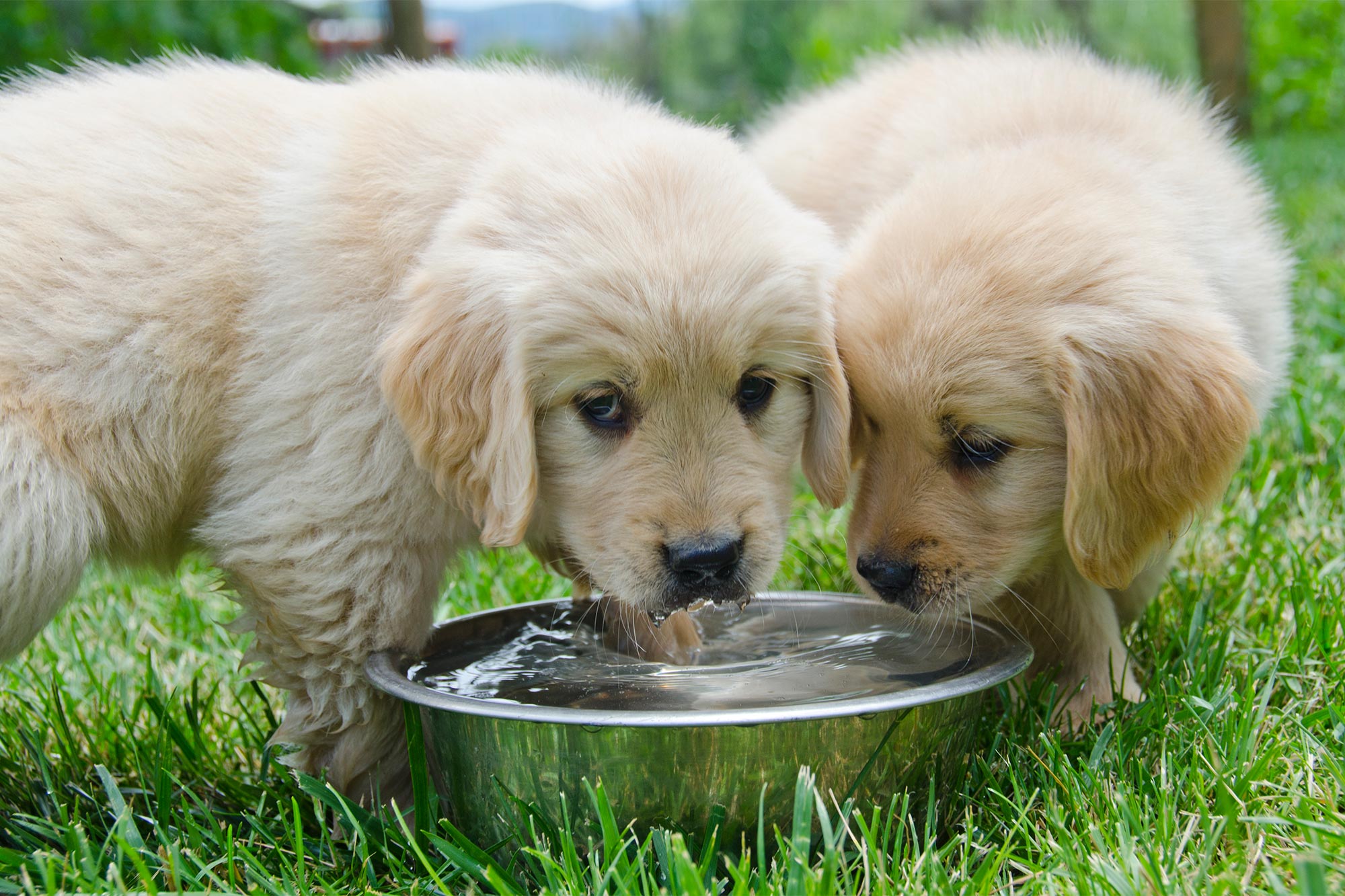 Pet Hydration Hacks: Creative Ways to Keep Your Dog or Cat Drinking Water