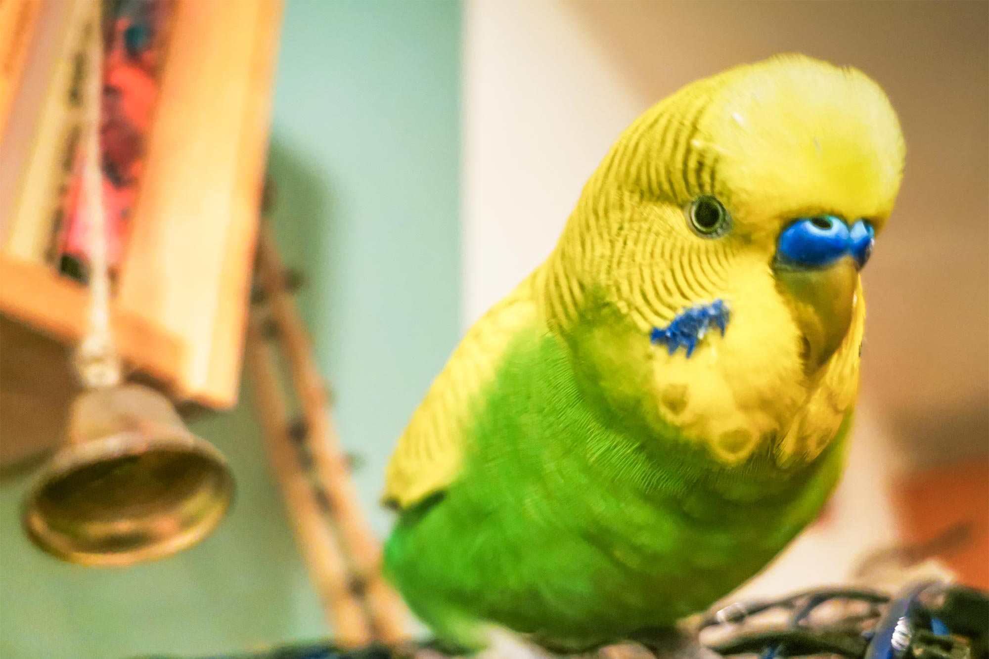 Preventing Escapes: Summer Safety for Small Pets and Exotics