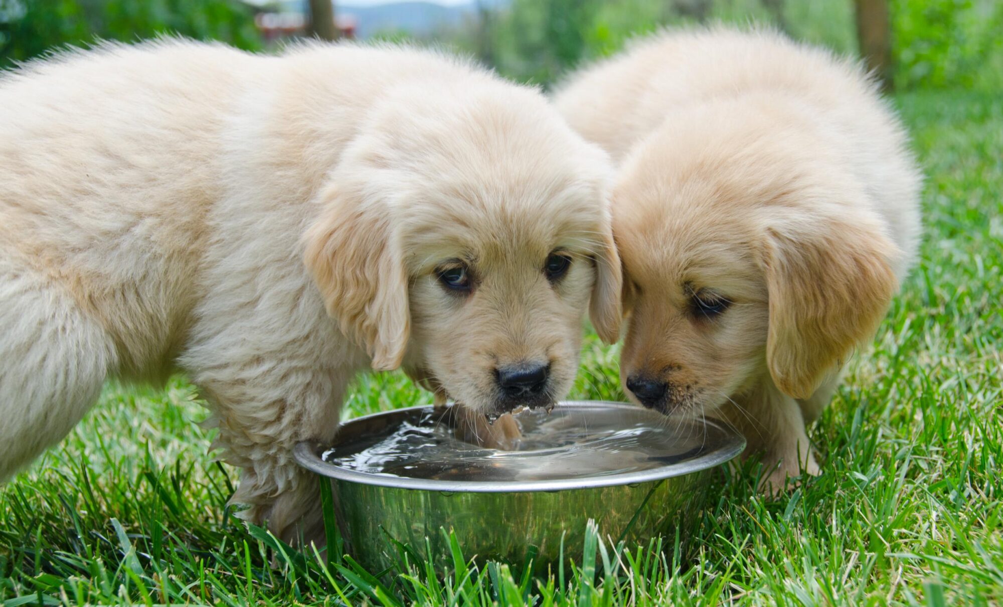 Pet Hydration Hacks: Creative Ways to Keep Your Dog or Cat Drinking Water
