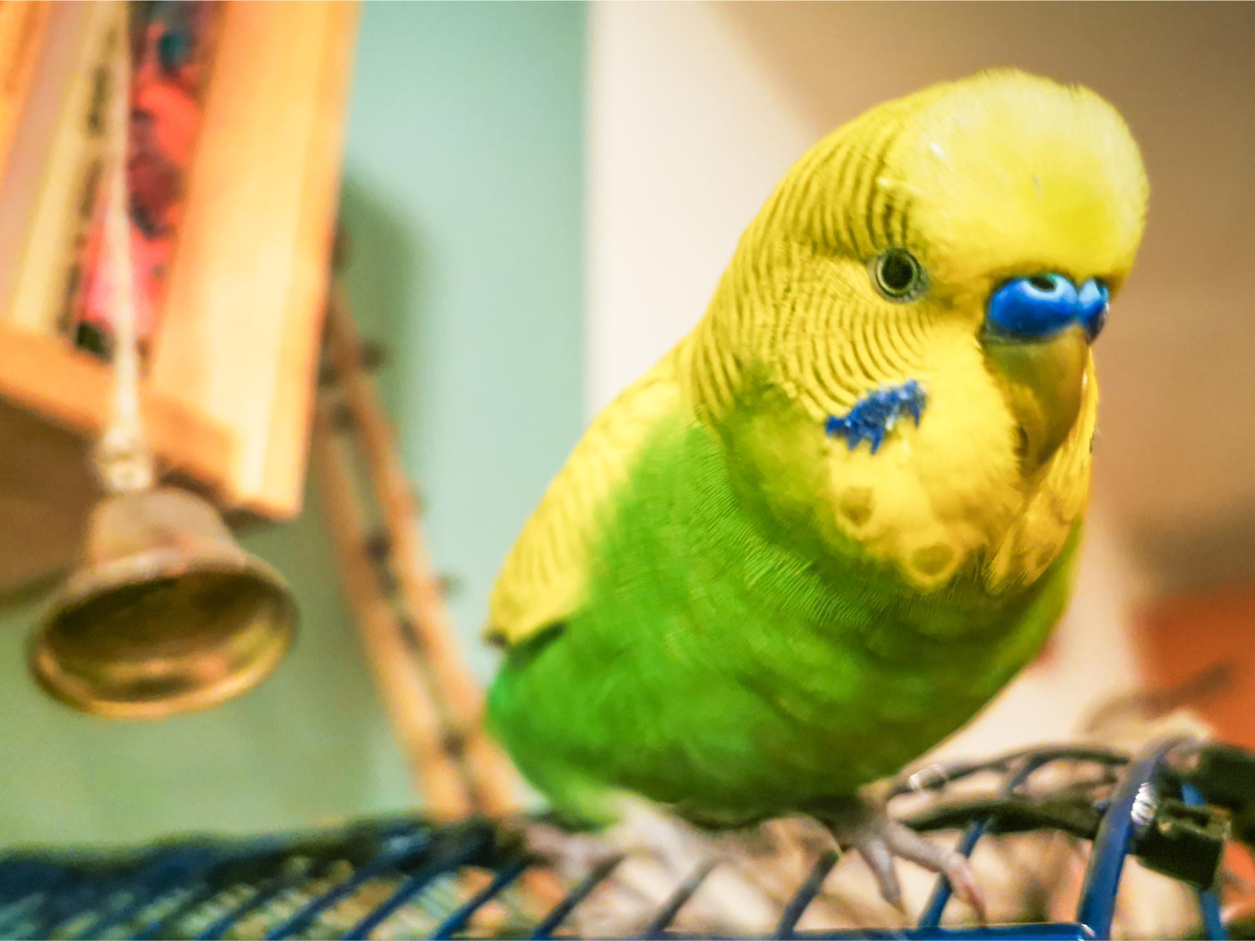 cute bird sitting on cage.