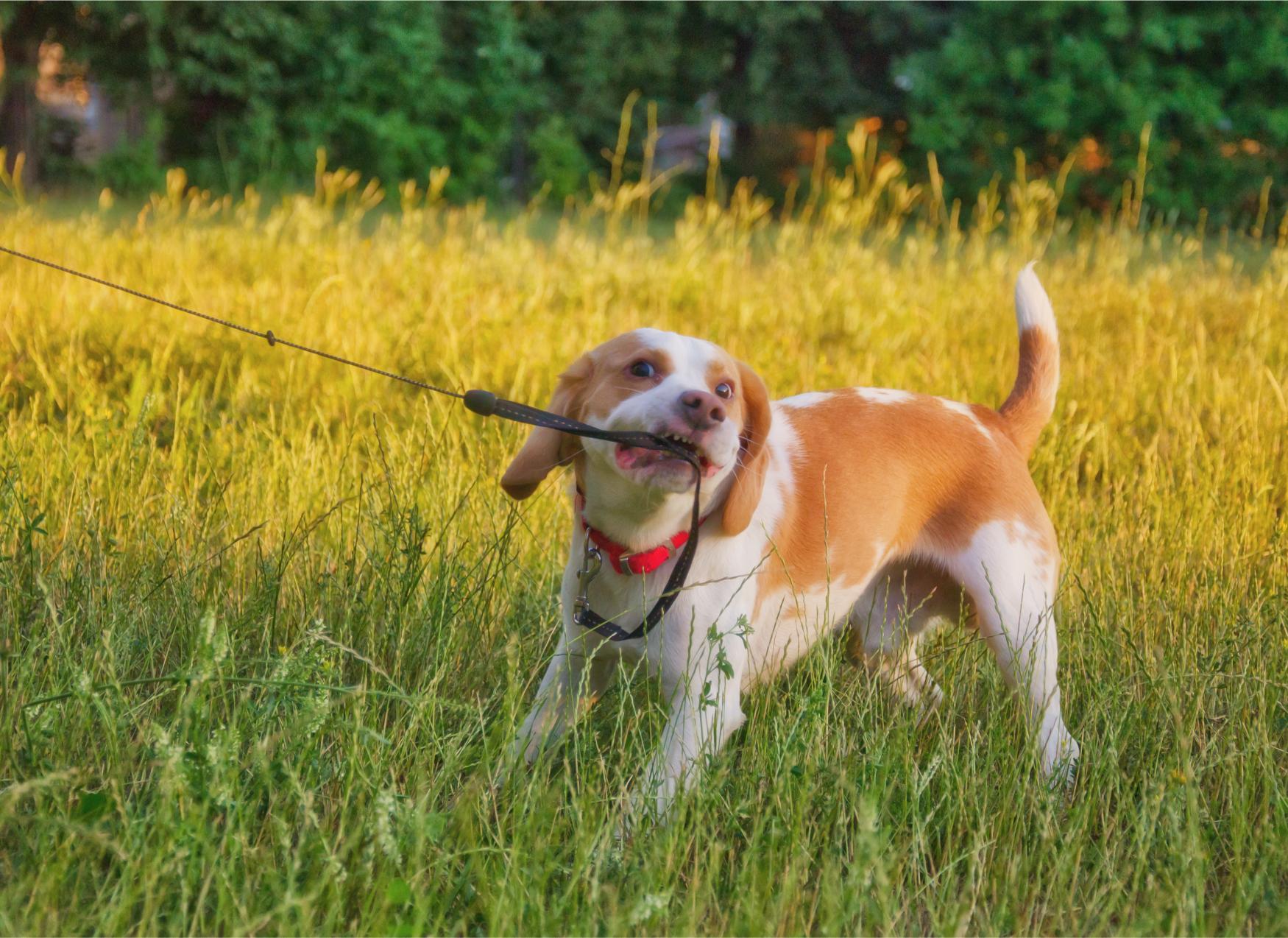Managing Leash Reactivity in Dogs