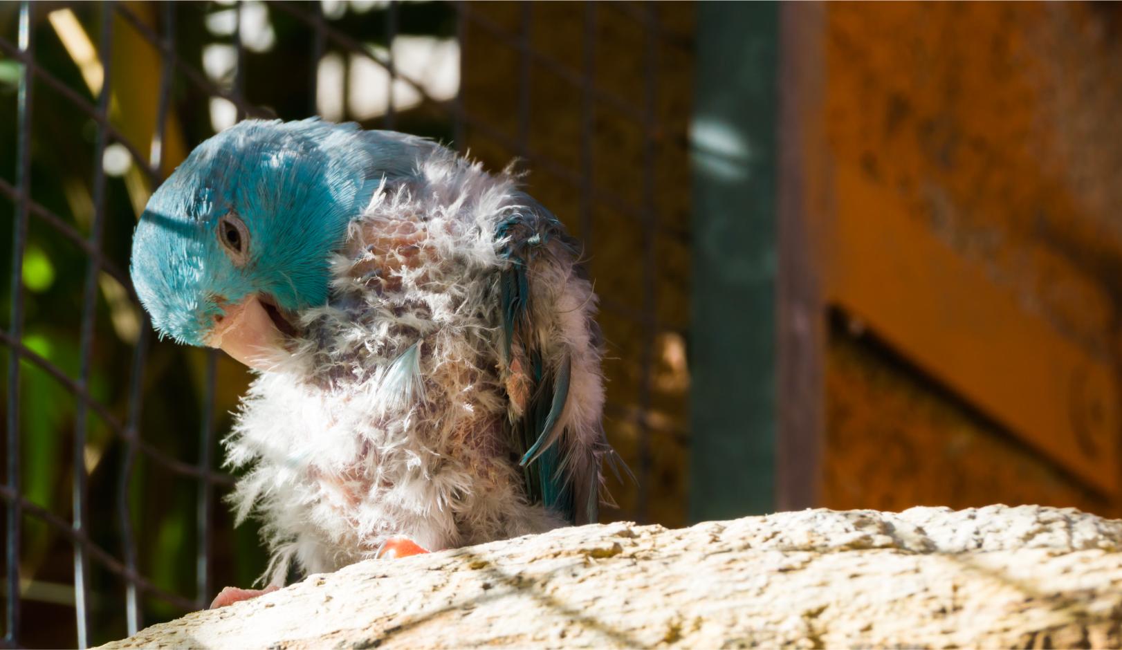 Molting in Birds: What to Expect and When to Worry