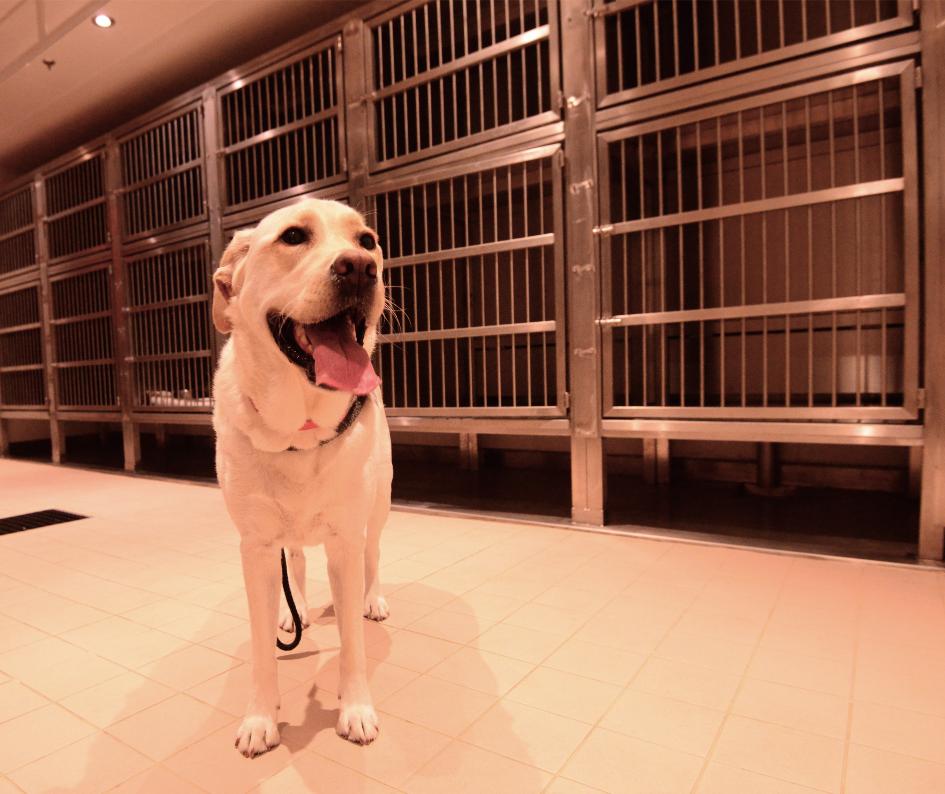 Coughing or Sneezing? Respiratory Illnesses in Pets You Should Know About