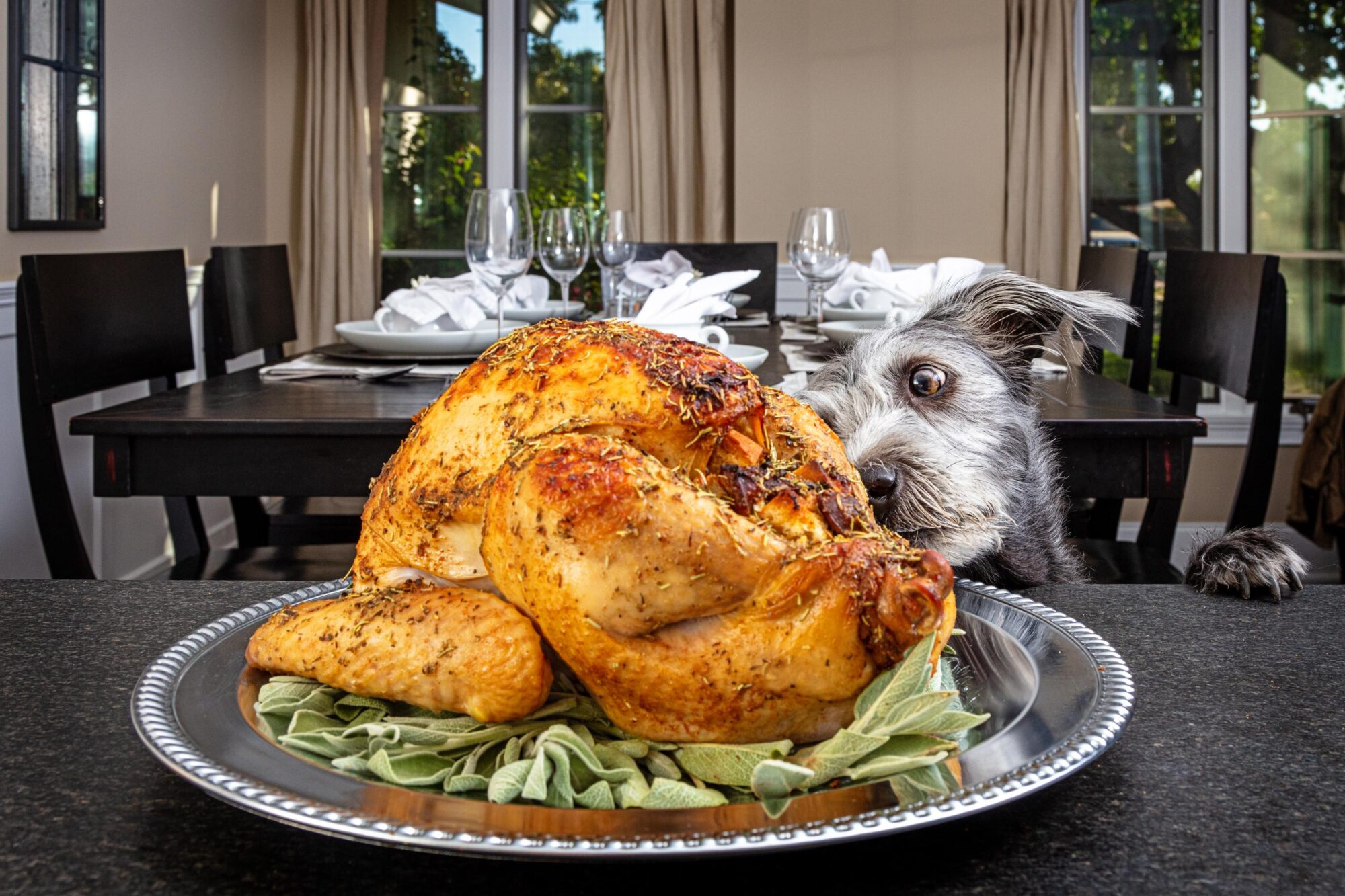 Dog staring at Thanksgiving turkey.