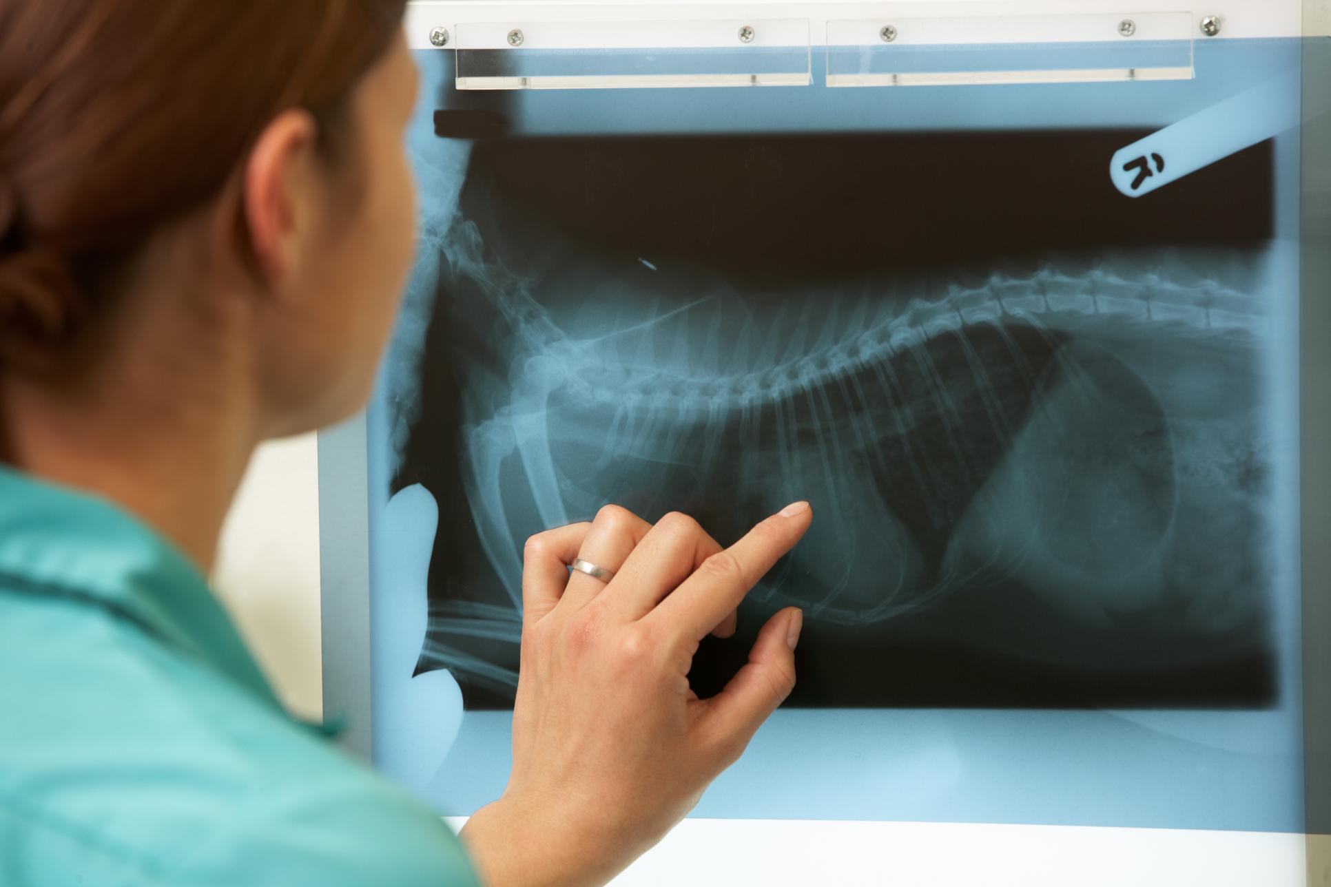 Diagnostics & Imaging at the Vet: How Advanced Testing Helps in Treatment