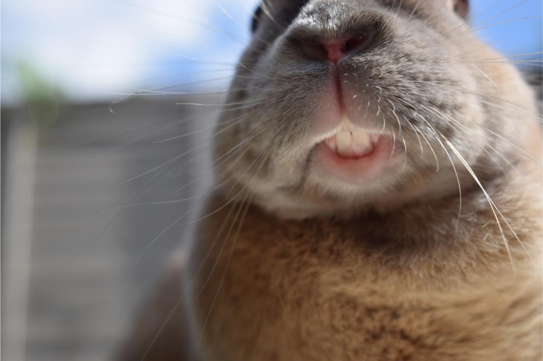 Dental Disease in Small Mammals