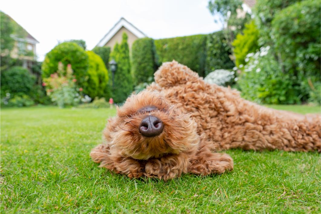 June Lawn Treatments and Pet Exposure in Central Ohio Neighborhoods