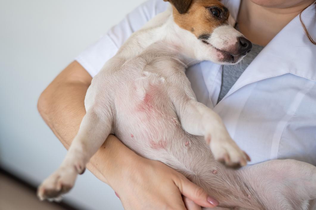 Recurrent Skin Infections in Dogs