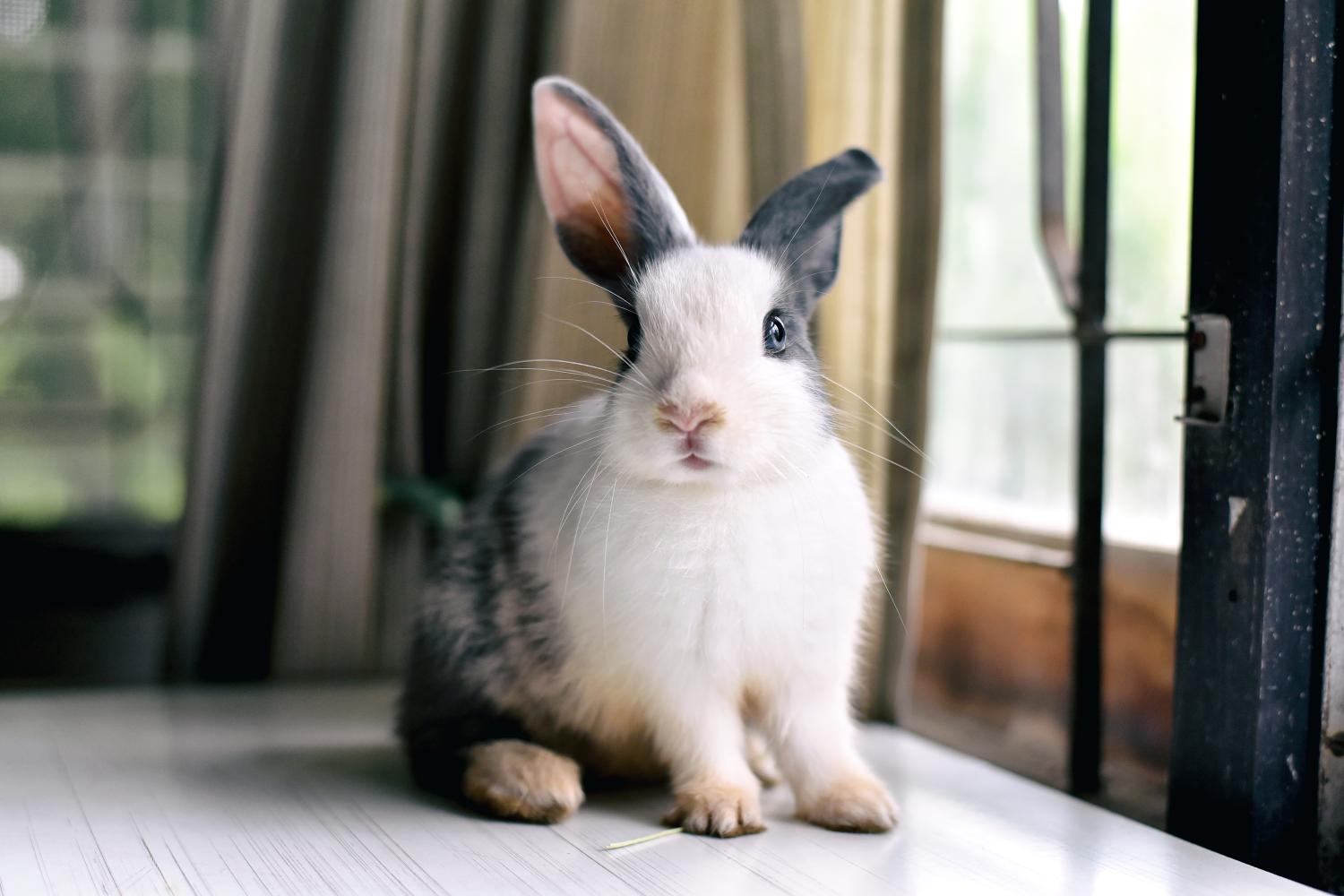 GI Stasis in Rabbits: Why It Happens and How It Progresses