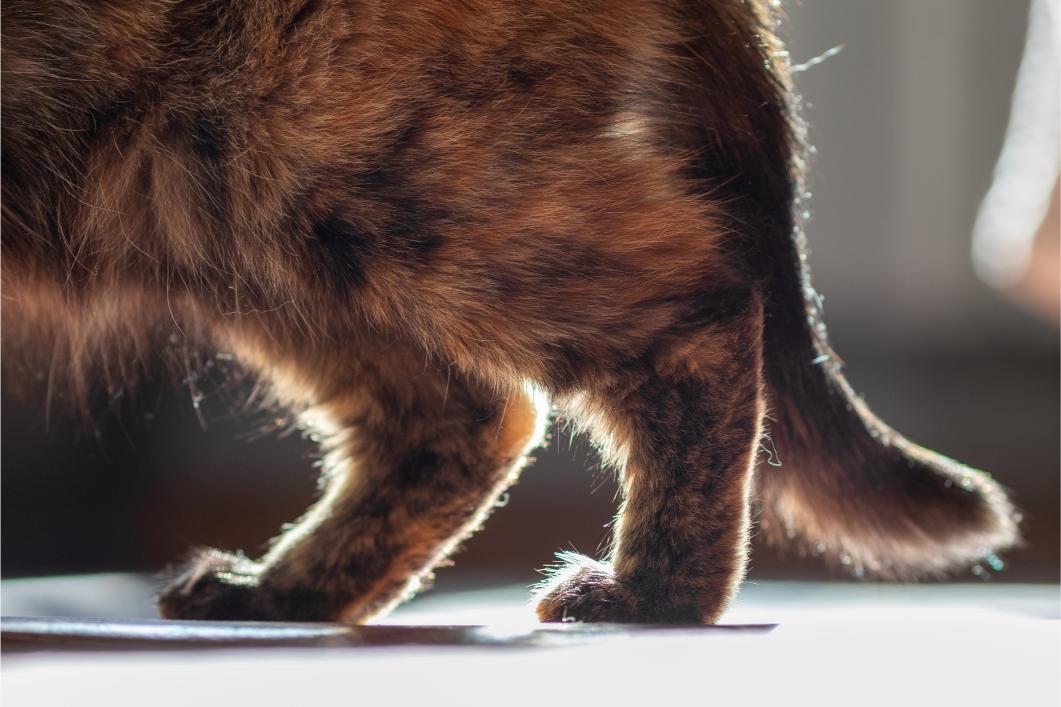 Why Cooler Temperatures Can Trigger Arthritis Symptoms in Pets