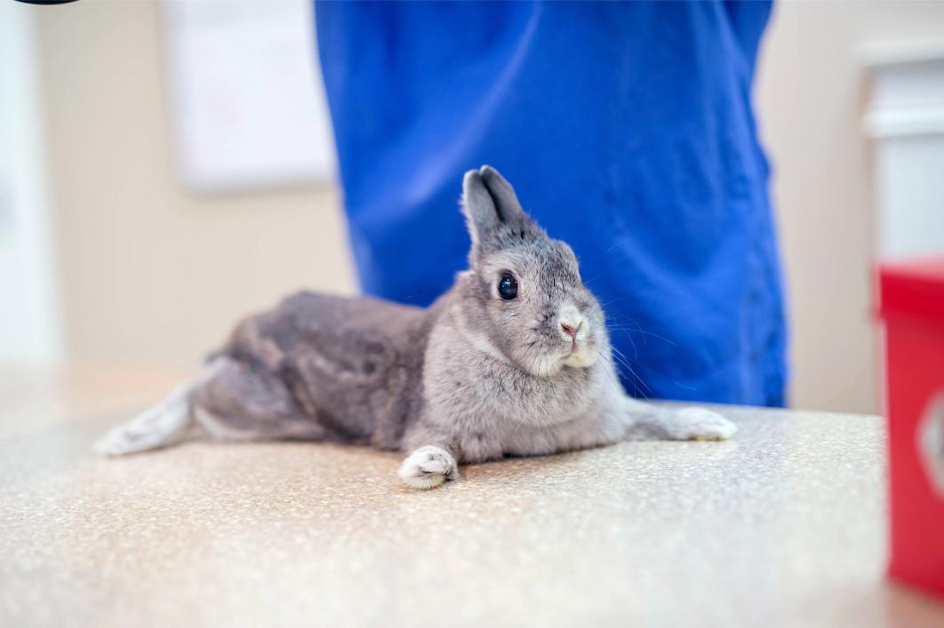 Why Exotic Pets Need Veterinary Care Before They Look Sick