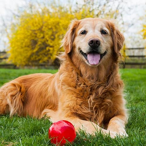 Cancer Treatment Cancer Treatment