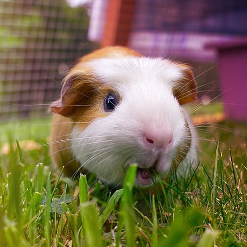 Diagnostics Diagnostics