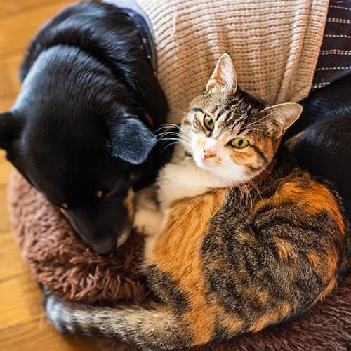 Euthanasia Euthanasia