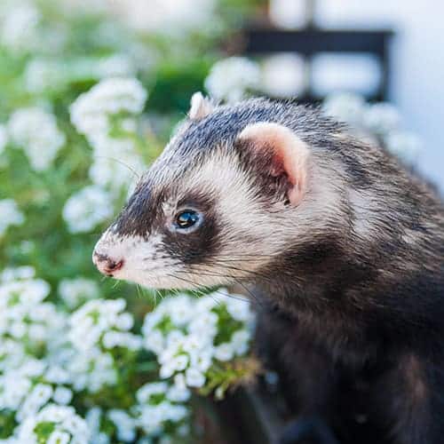 Pain Management Pain Management