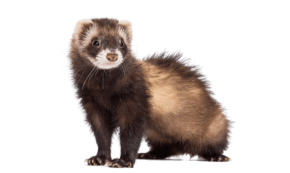 A ferret A ferret