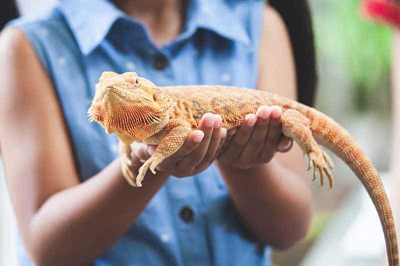 A bearded dragon being held by their human A bearded dragon being held by their human