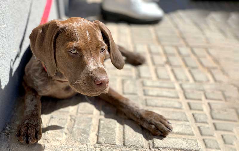 A brown puppy near a wall A brown puppy near a wall