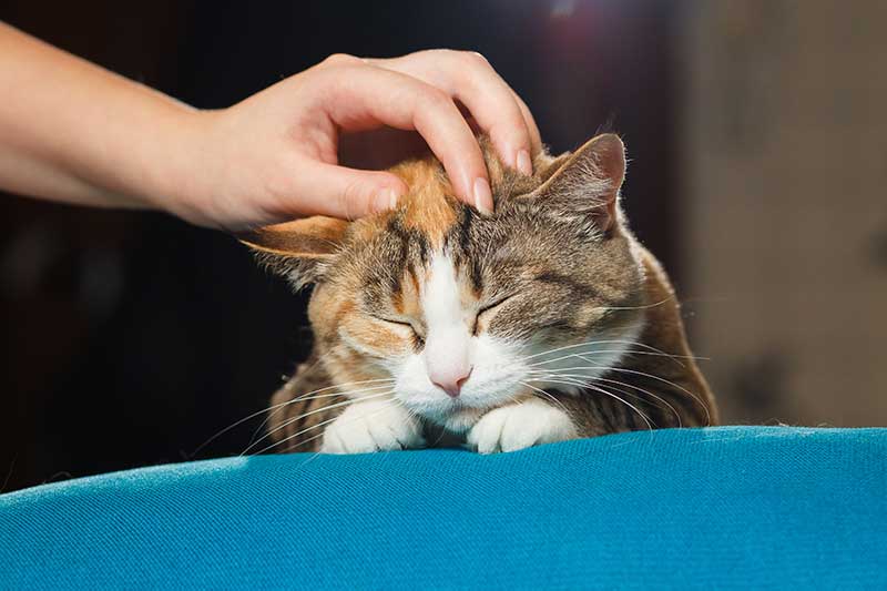 A cat being petted A cat being petted