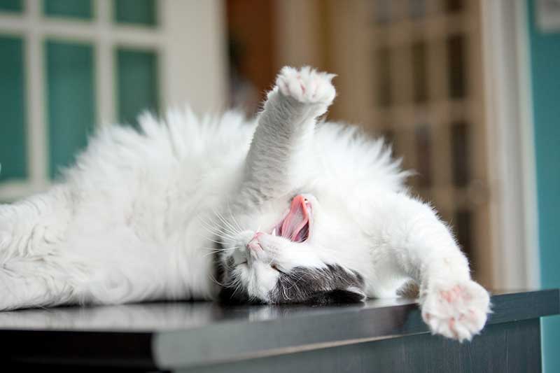 Cat stretching out Cat stretching out