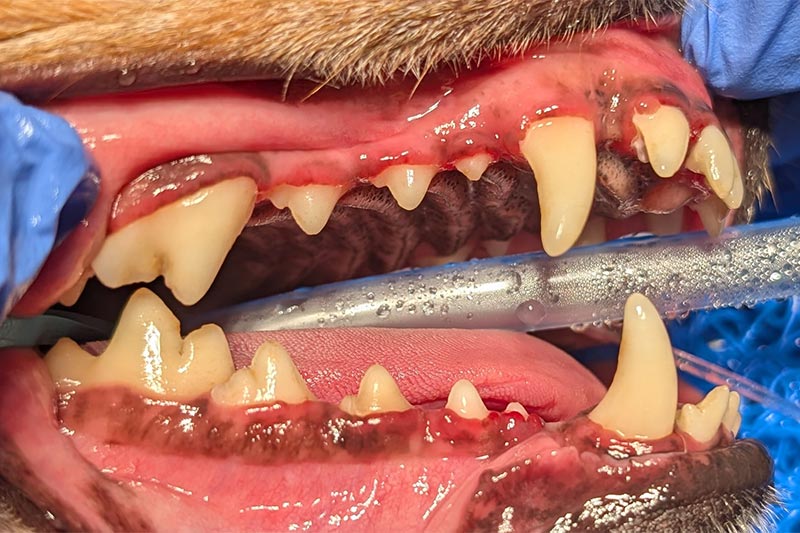 A dog following a dental cleaning A dog following a dental cleaning