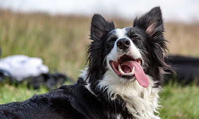 Dog Smiling Dog Smiling