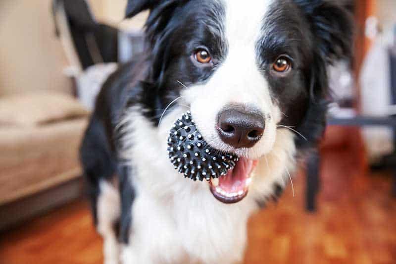 A border collie with a ball A border collie with a ball