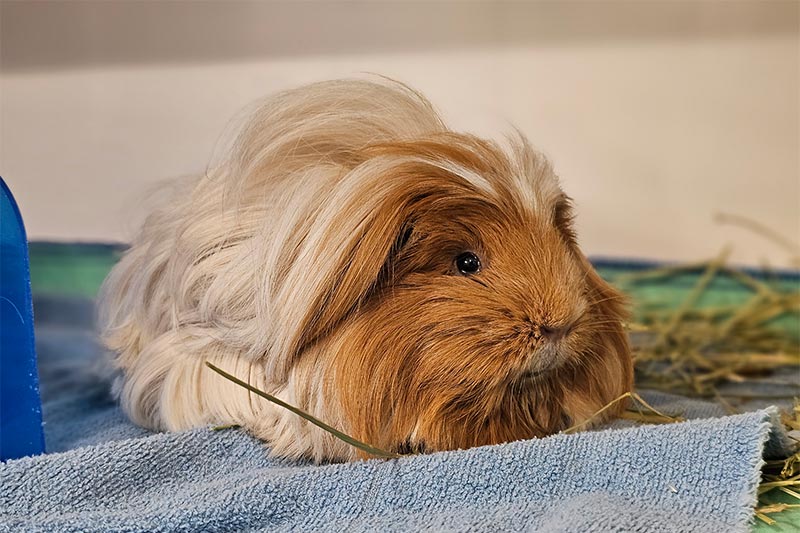 A guinea pig A guinea pig