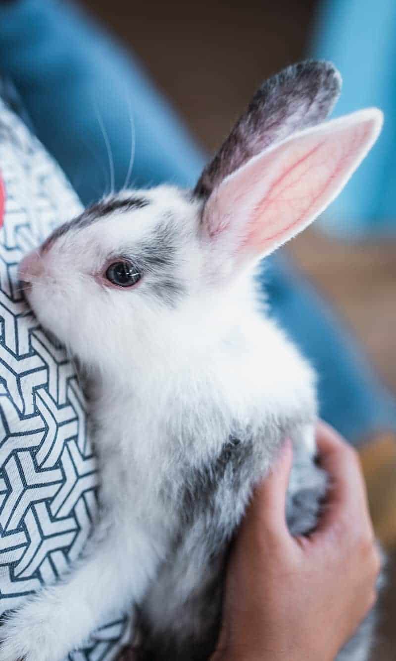 Bunny Image Bunny Image
