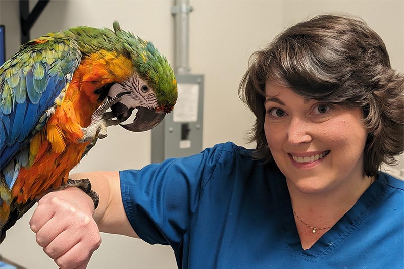 A macaw A macaw