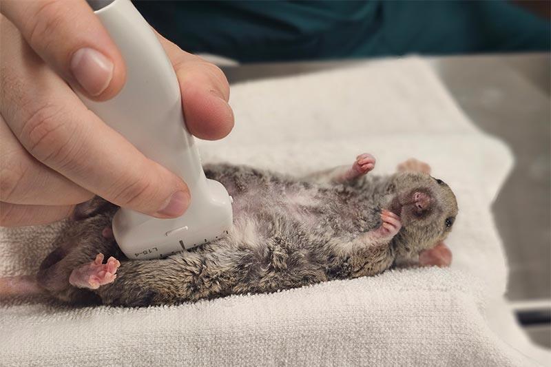 A rat being given ultrasound A rat being given ultrasound