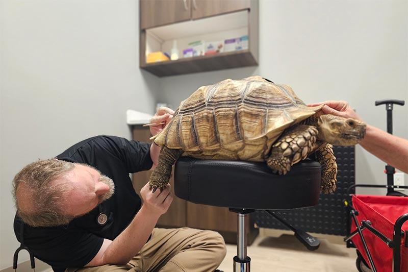 A tortoise getting a wellness check A tortoise getting a wellness check
