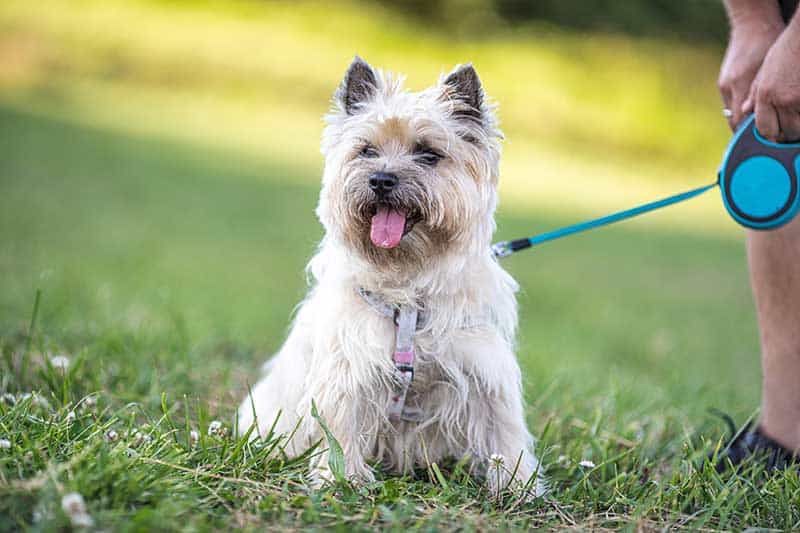 A terrier on a walk A terrier on a walk