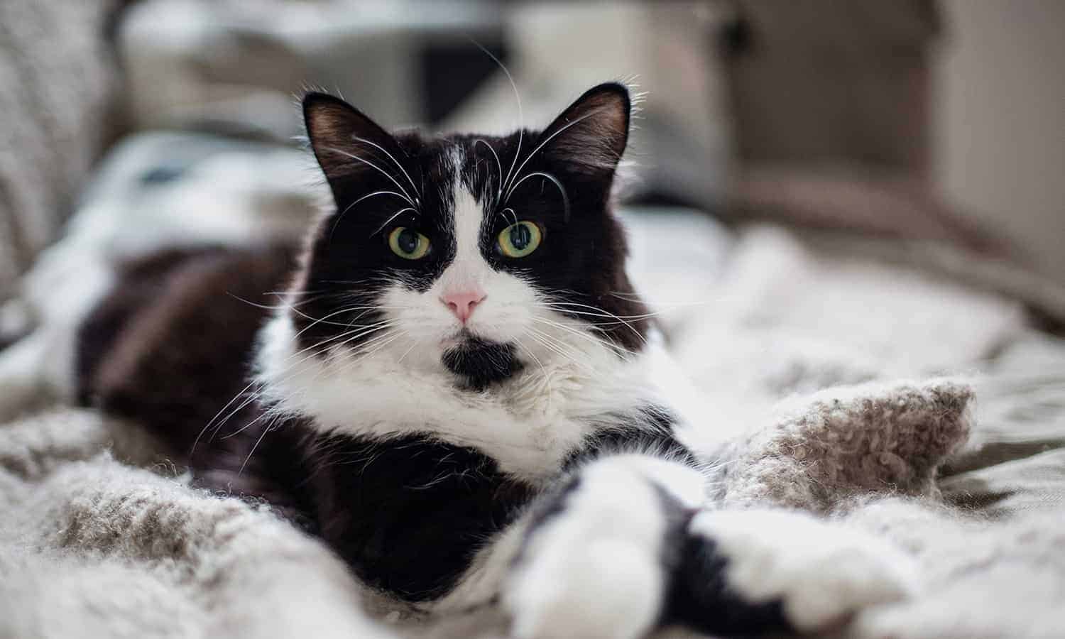 A black and white cat with its paws crossed