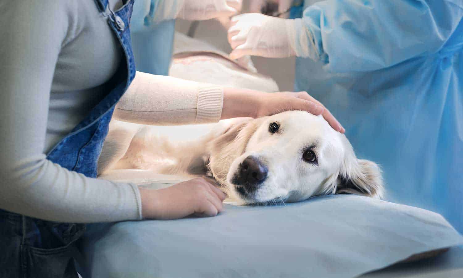 A golden retriever being treated for an injury