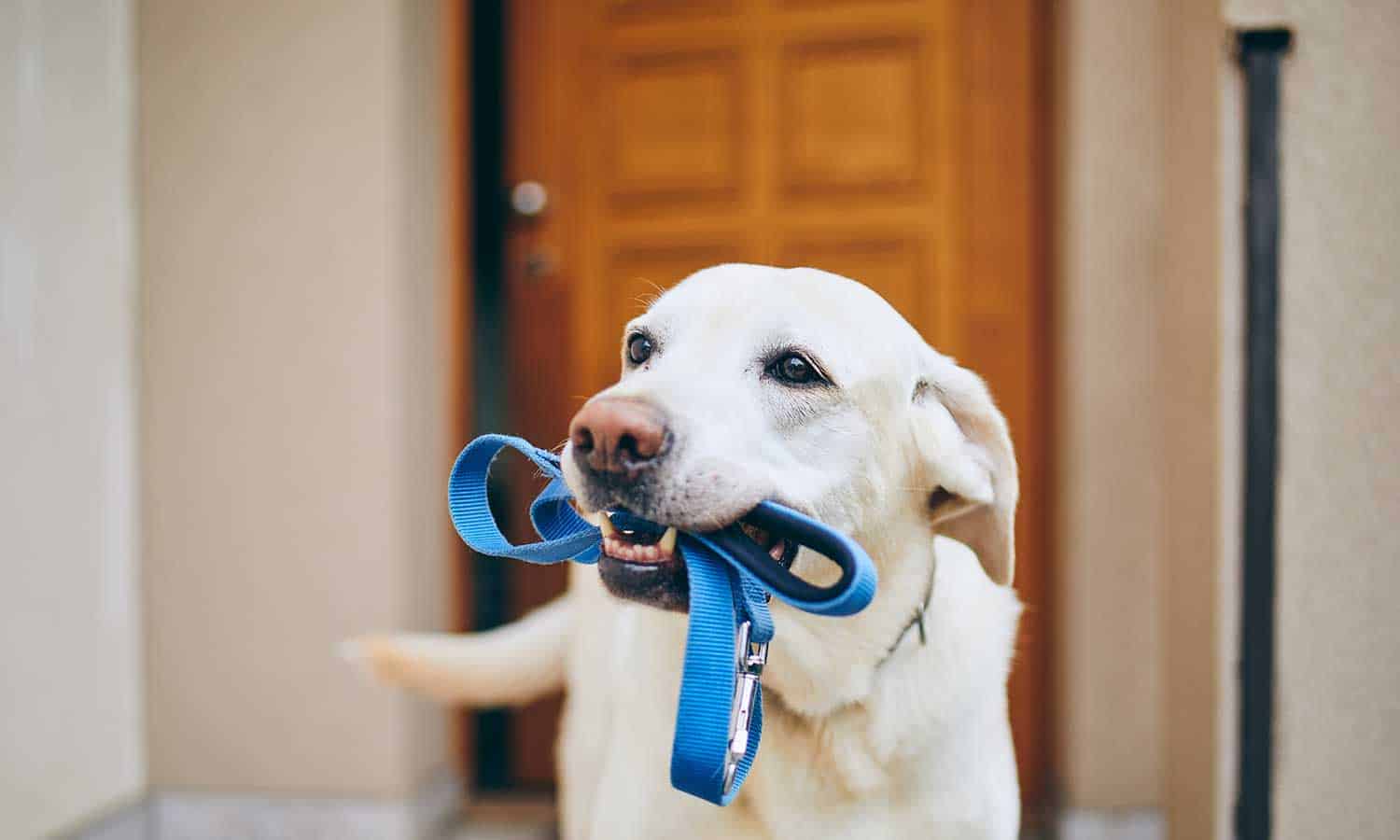 An older yellow lab holding their leash in their mouth
