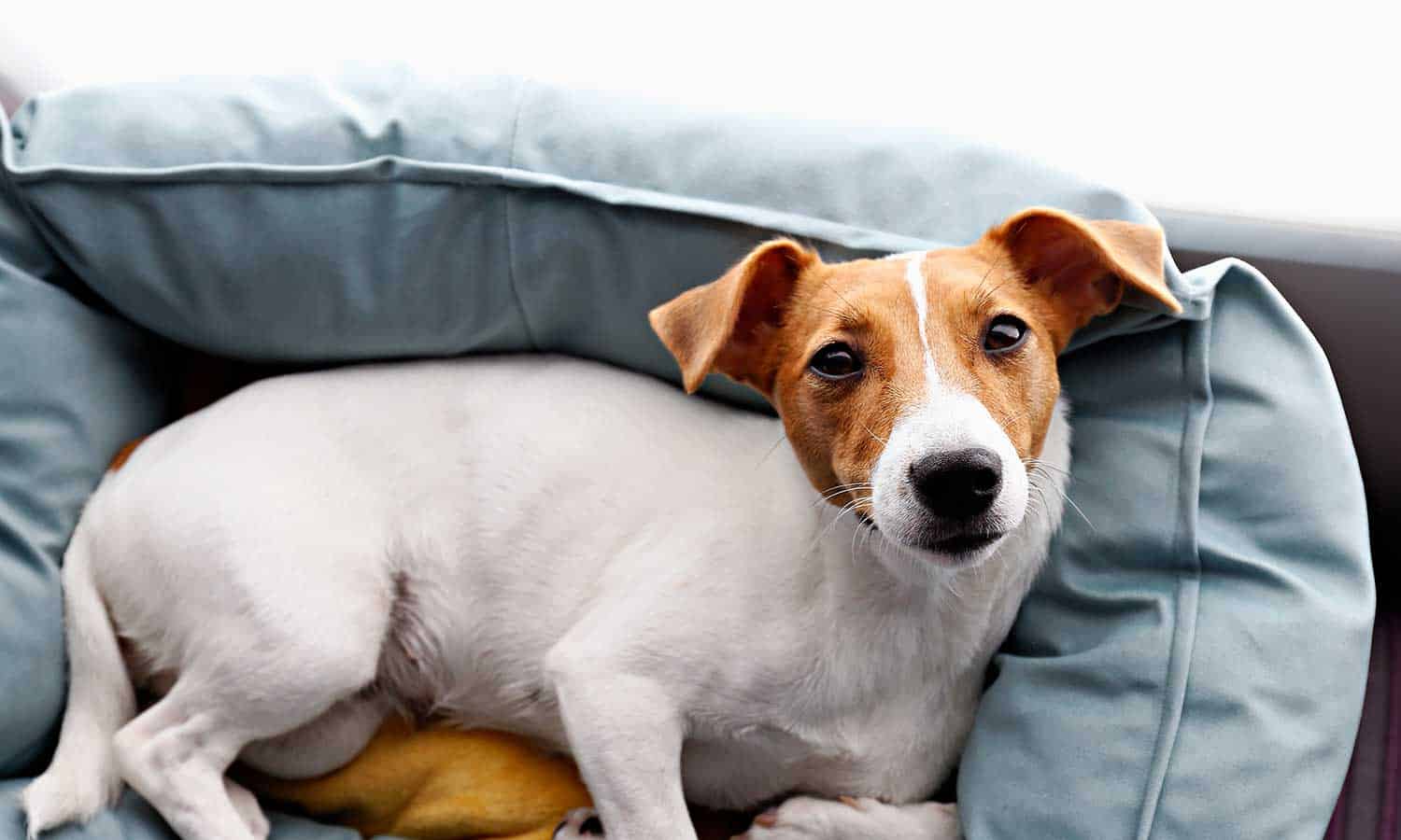 Dog laying on a cushion