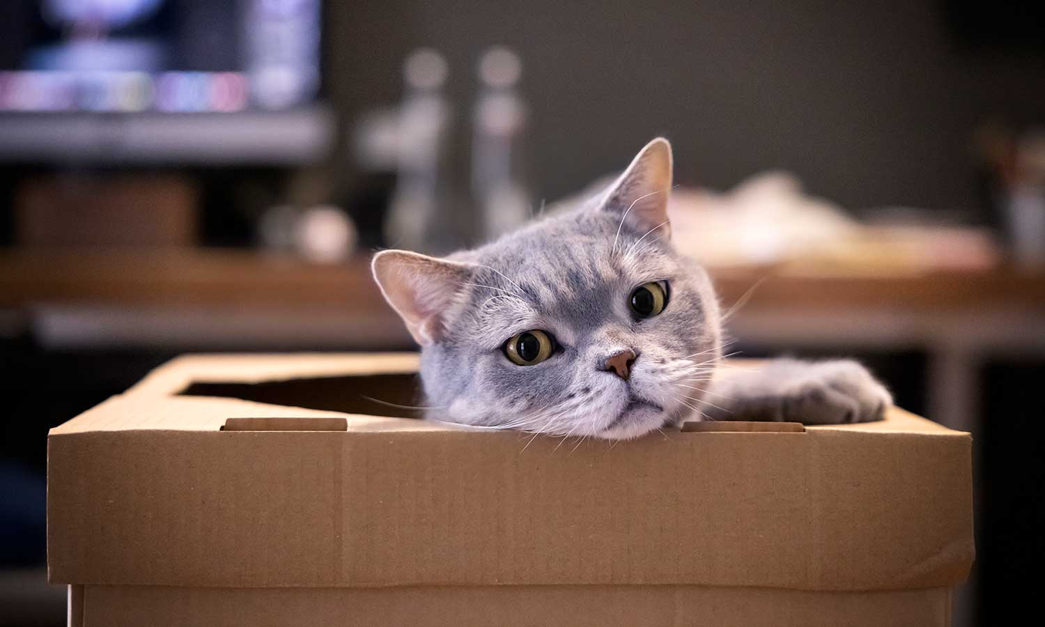 Cat laying in a comfortable bed